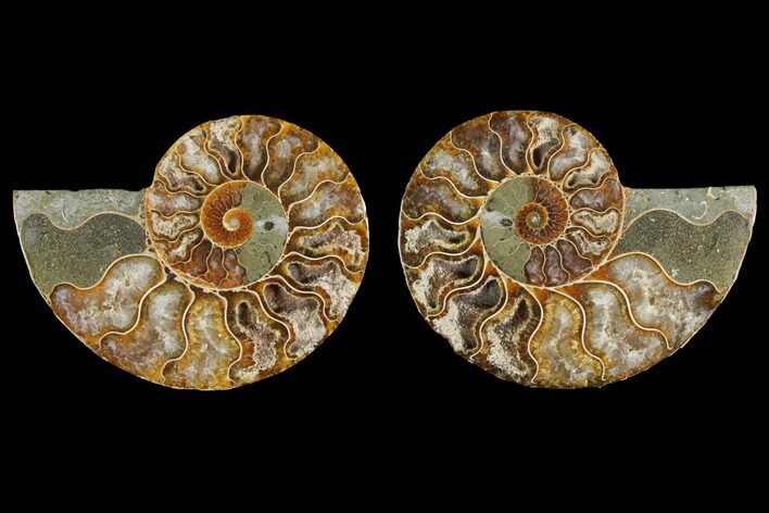 Agate Replaced Ammonite Fossil - Madagascar #145814